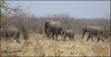 Krugerpark Olifanten